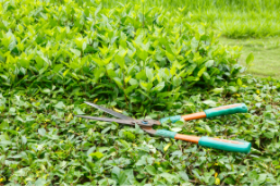 tree shrub trimming